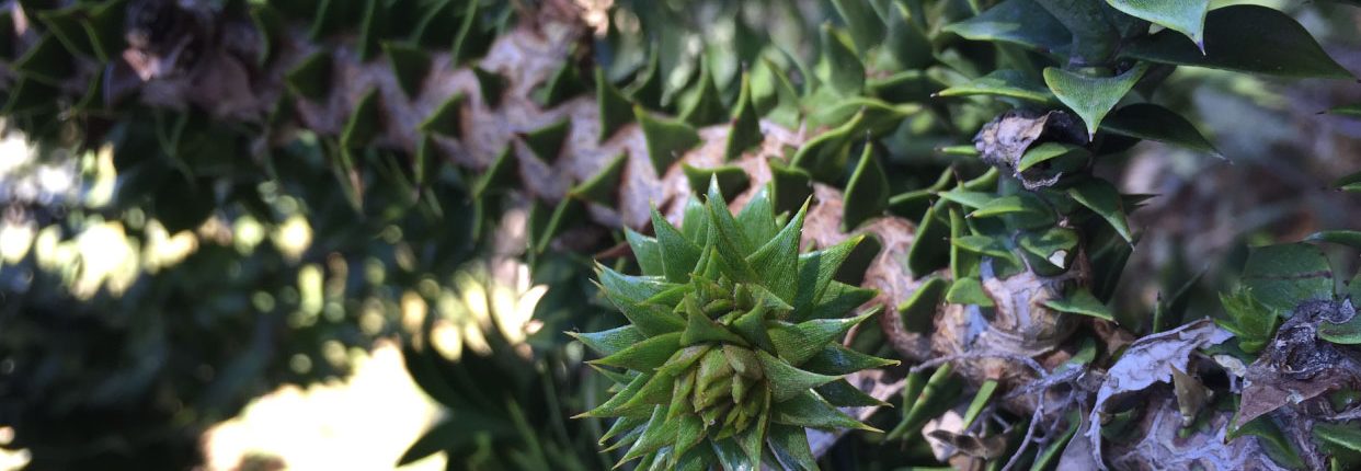 Araucaria bidwillii Araucaria bidwillii