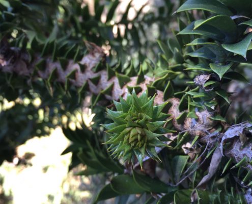 Araucaria bidwillii Araucaria bidwillii
