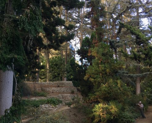Conifers Conifers