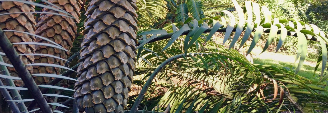 Cycad2