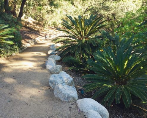 Cycads Cycads
