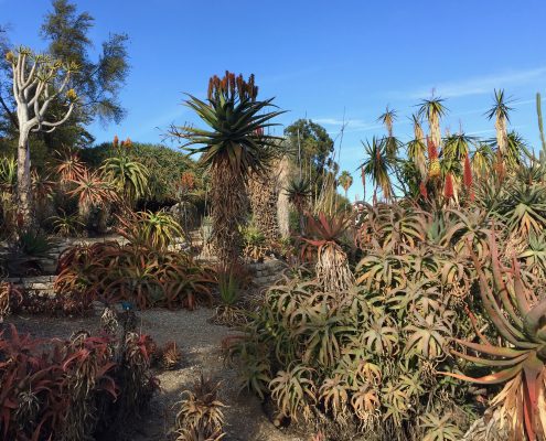 South African Aloe Collection South African Aloe Collection
