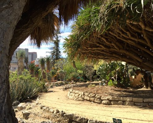 Desert Garden Desert Garden