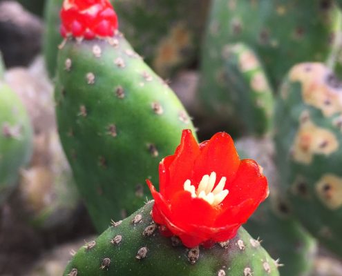 Opuntia quitensis - Red button cactus Opuntia quitensis- Red button cactus