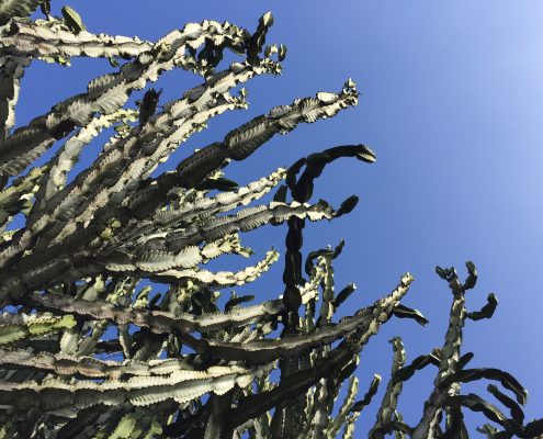 Euphorbia ingens - Candelabra tree Euphorbia ingens - Candelabra tree