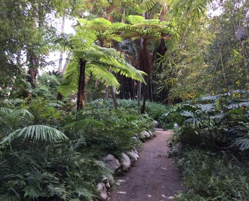 Fern Garden