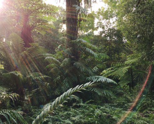 Ferns
