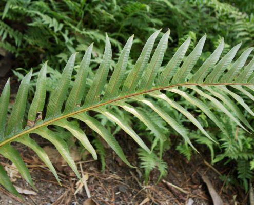 Frond