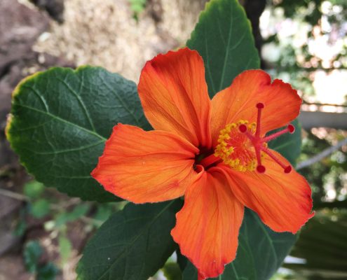 Hibiscus