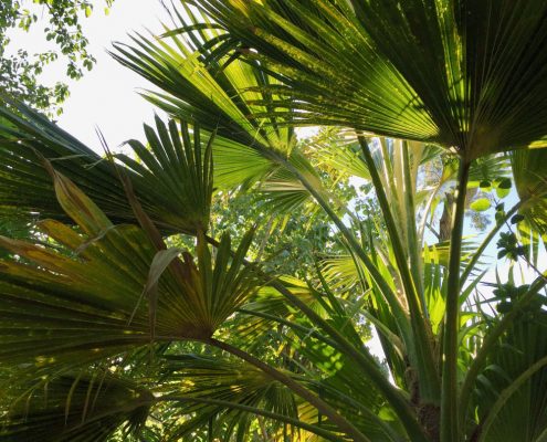 Pritchardia palm