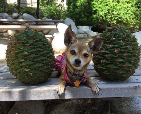 Bunya bunya cone