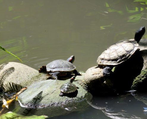 Turtles Turtles