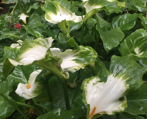 Zantedeschia aethiopica 'Green Goddess' calla lily Zantedeschia aethiopica 'Green Goddess' calla lily