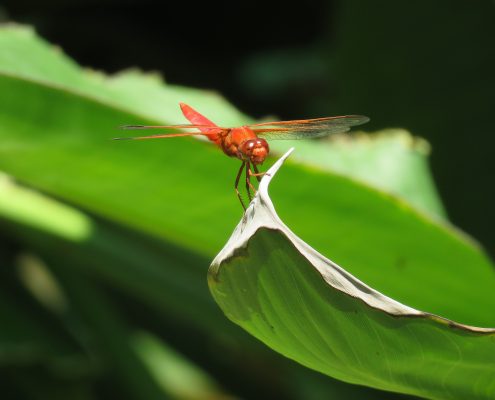 Dragonfly Dragonfly