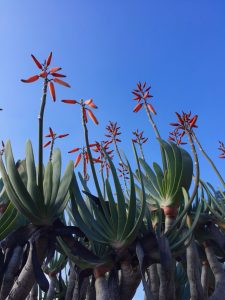 Kumara plicatilis - Fan aloe Kumara plicatilis - Fan aloe
