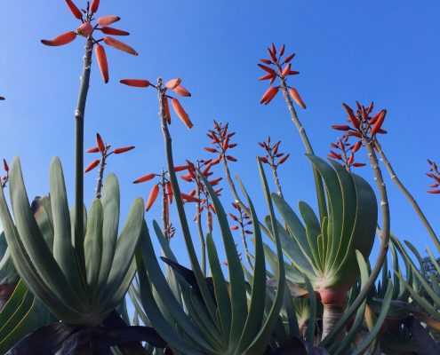 Kumara plicatilis - Fan aloe Kumara plicatilis - Fan aloe