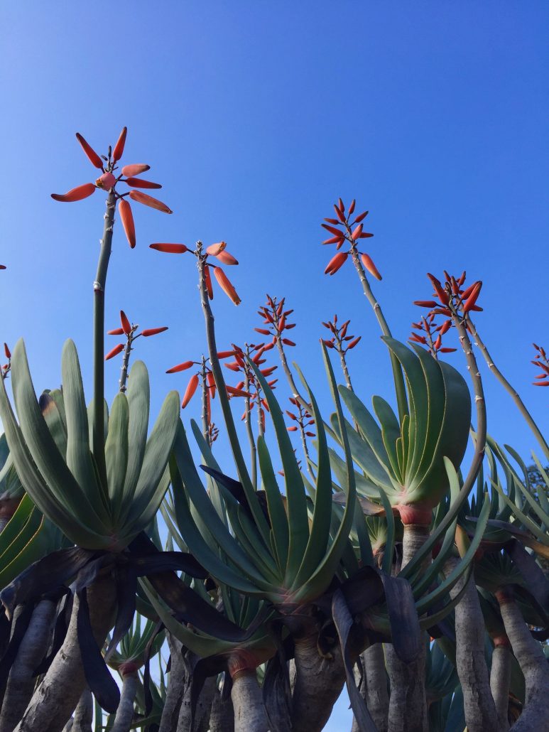 Kumara plicatilis - Fan aloe Kumara plicatilis - Fan aloe