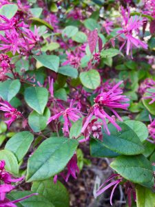 Loropetalum chinese Loropetalum chinese