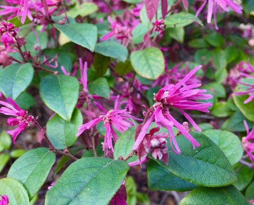 Loropetalum chinese Loropetalum chinese