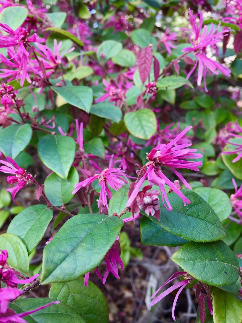 Loropetalum chinese Loropetalum chinese
