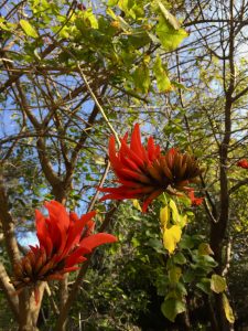 Erythrina lysistemon Erythrina lysistemon