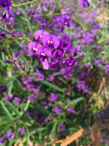 Hardenbergia violacea 'Meema' - Meema purple vine lilac Hardenbergia violacea 'Meema' - Meema purple vine lilac