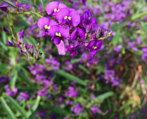 Hardenbergia violacea 'Meema' - Meema purple vine lilac Hardenbergia violacea 'Meema' - Meema purple vine lilac