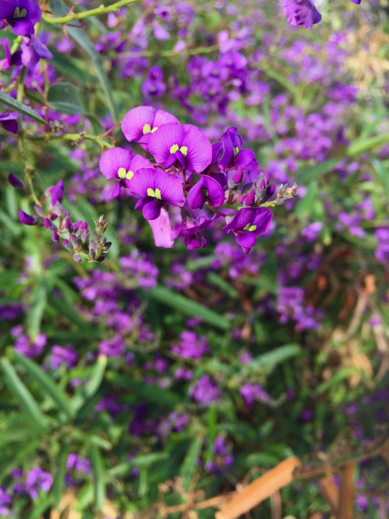 Hardenbergia violacea 'Meema' - Meema purple vine lilac Hardenbergia violacea 'Meema' - Meema purple vine lilac