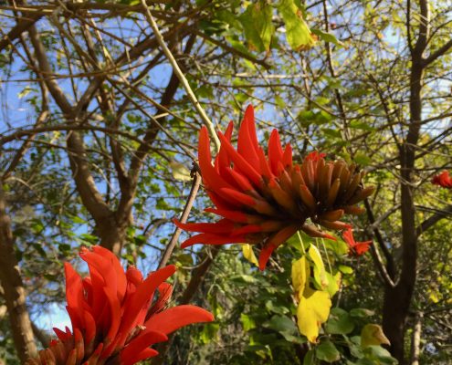 Erythrina lysistemon Erythrina lysistemon