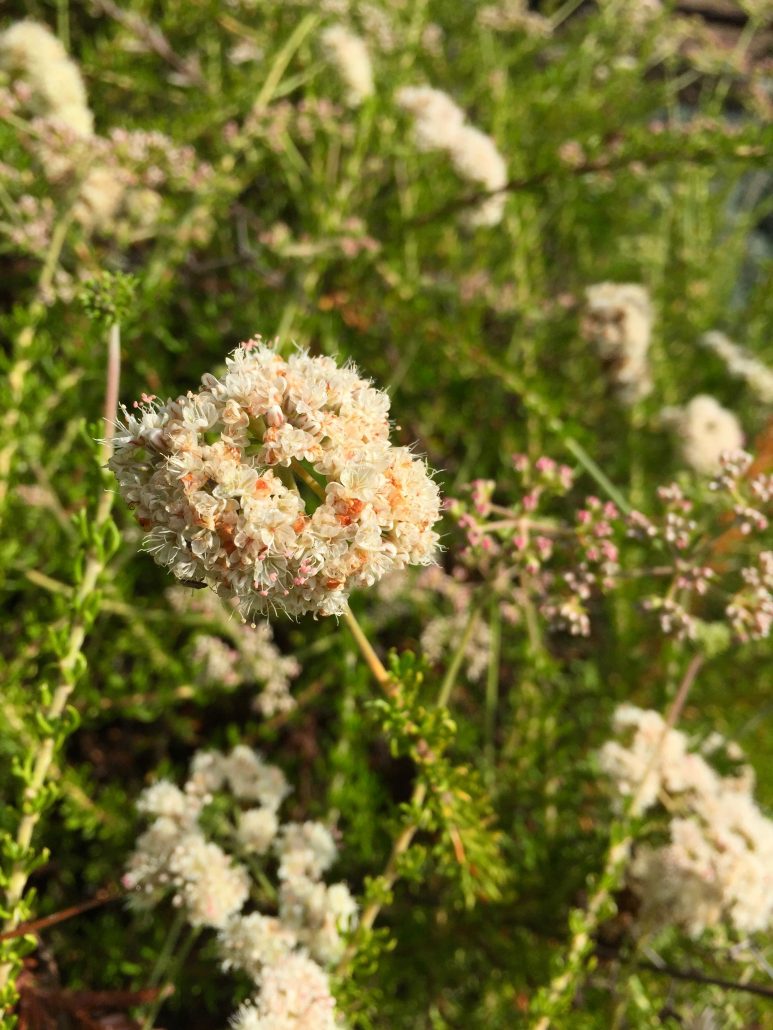 Eriogonum fasciculatum 'Dana Point' Eriogonum fasciculatum 'Dana Point'