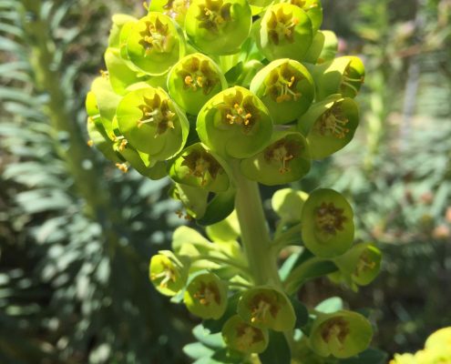 Euphorbia characias 'Bruce's Dwarf' Euphorbia characias 'Bruce's Dwarf'