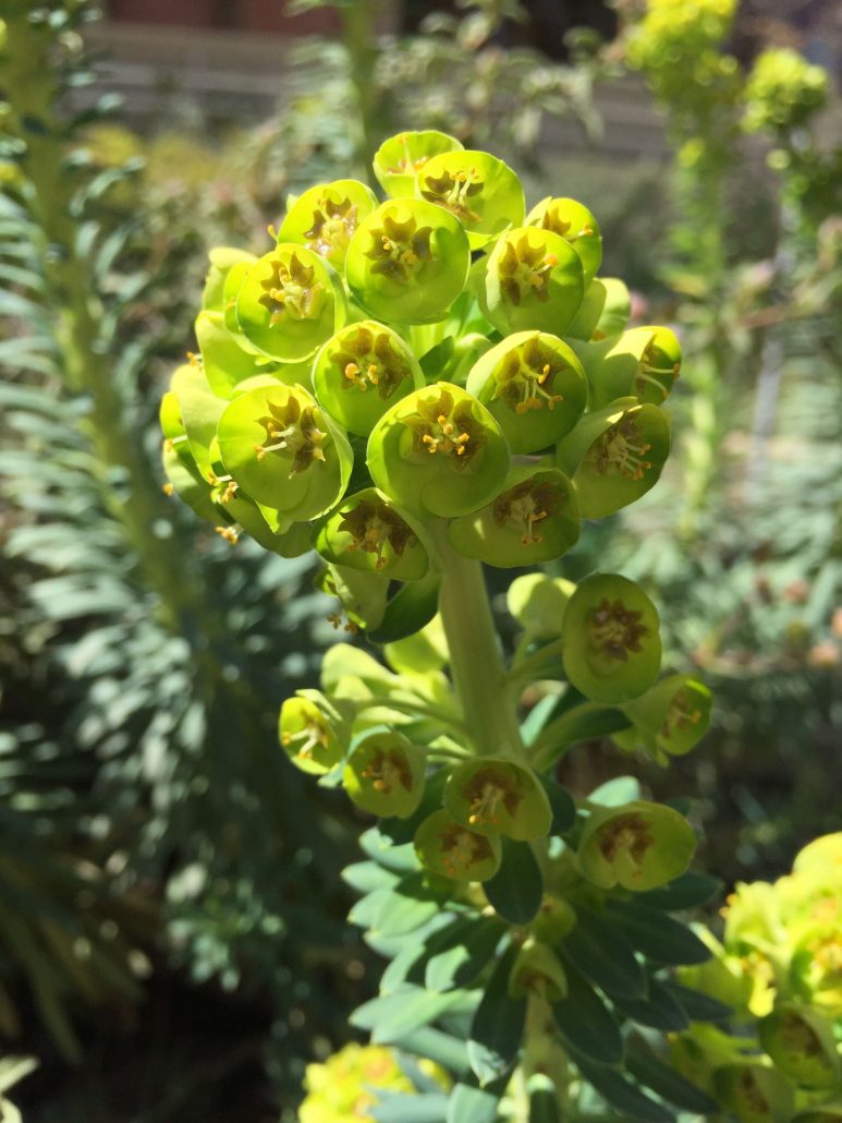 Euphorbia characias 'Bruce's Dwarf' Euphorbia characias 'Bruce's Dwarf'