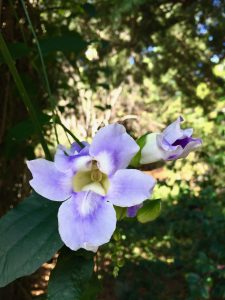 Thunbergia grandiflora Thunbergia grandiflora