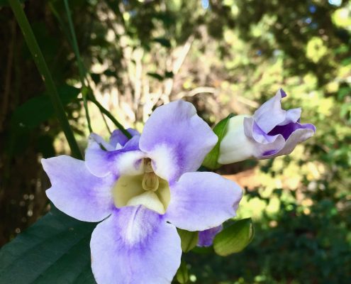Thunbergia grandiflora Thunbergia grandiflora