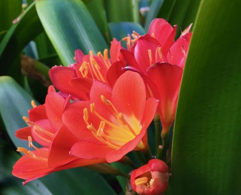 Clivia miniata Clivia miniata