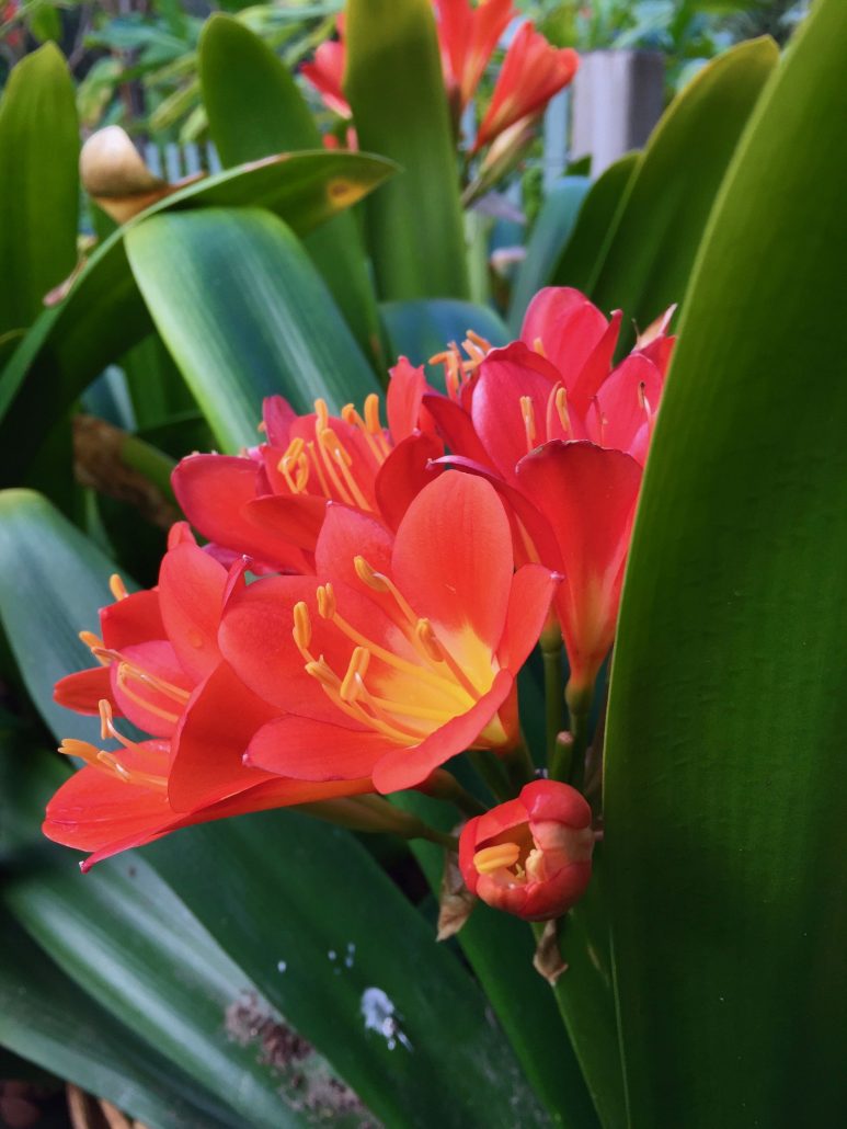 Clivia miniata Clivia miniata