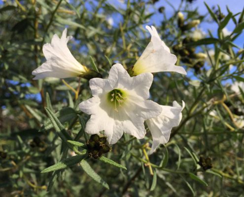 Cordia decandra - Carboncillo Cordia decandra - Carboncillo