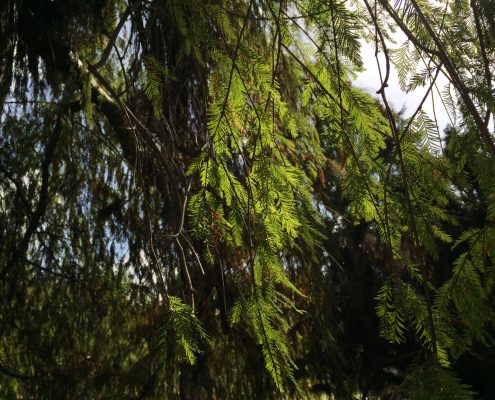 Ancient Forest Ancient Forest