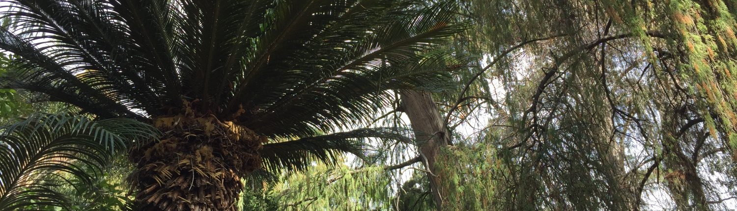 Cycad Cycad