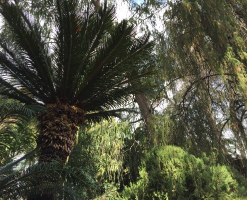Cycad Cycad