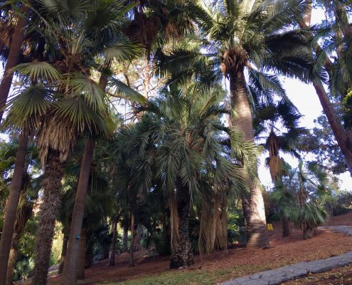 Palm Garden