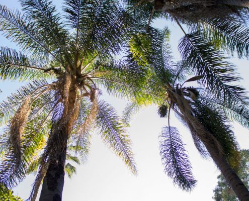 Palms