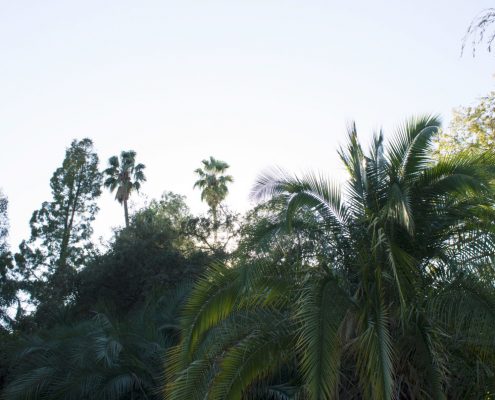 Palms