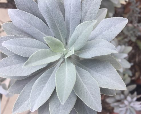 Salvia apiana - White sage Salvia apiana - White sage