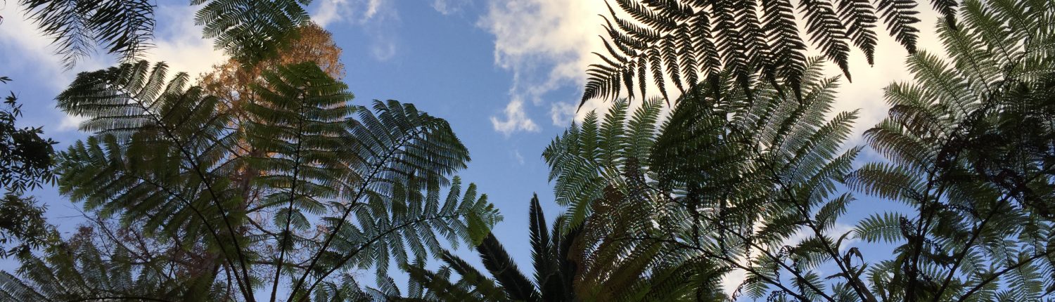 Australian tree ferns Australian tree ferns