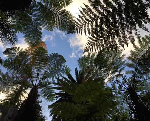 Australian tree ferns