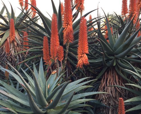 Aloes Aloes