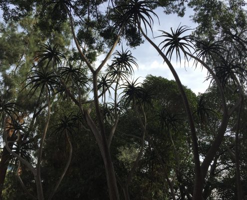 Aloidendron barberae Tree aloe