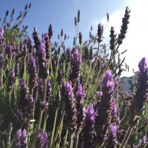 Lavandula