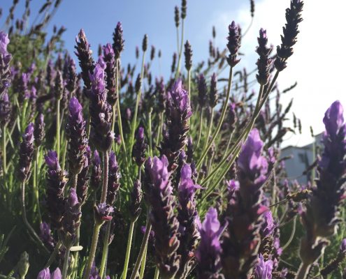 Lavandula Lavandula